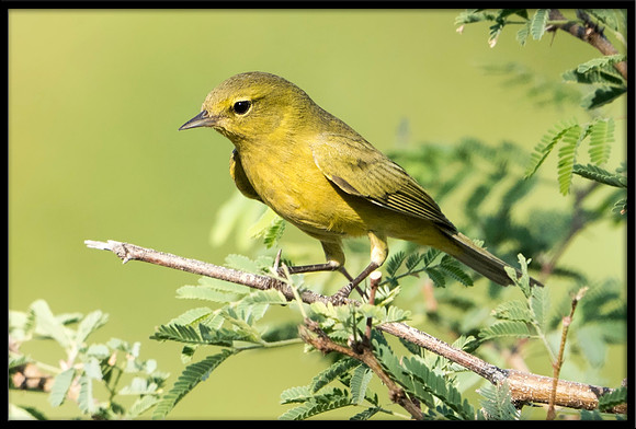 Orange-crowned Warbler