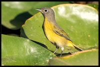 Nashville Warbler