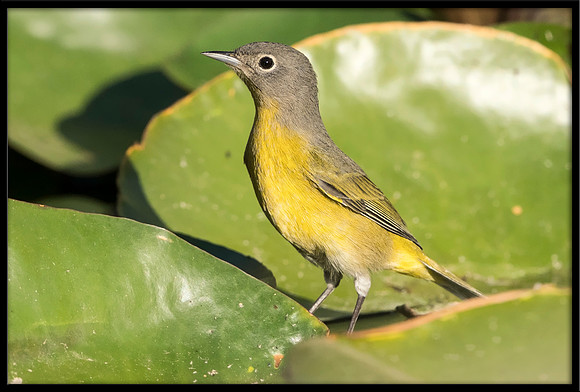 Nashville Warbler