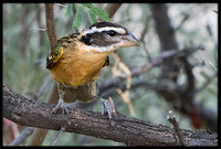 Black-headed Grosbeaks