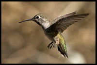 Anna's Hummingbird