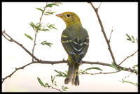 Western Tanager