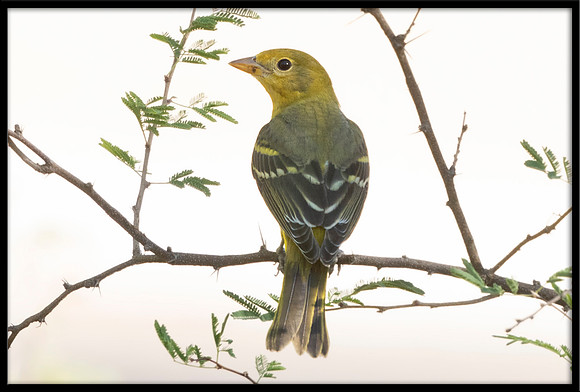 Western Tanager