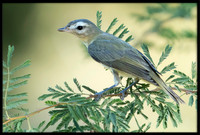Warbling Vireo