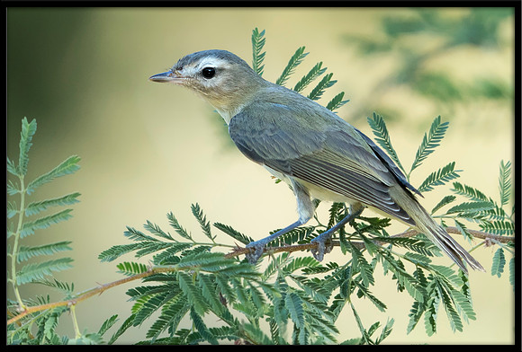 Warbling Vireo
