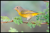 Nashville Warblers