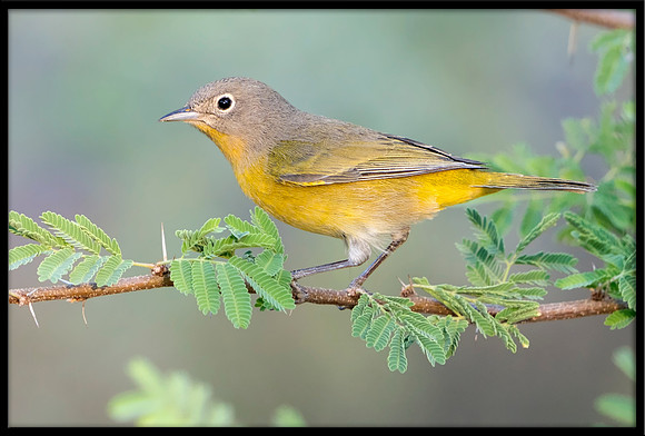 Nashville Warbler