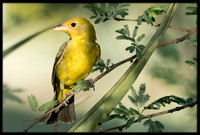 Western Tanager