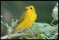 Wilson's Warbler