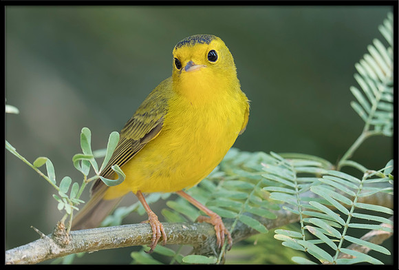 Wilson's Warbler