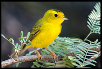 Wilson's Warbler
