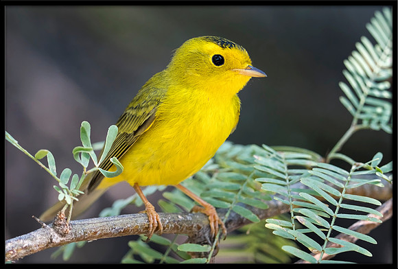 Wilson's Warbler