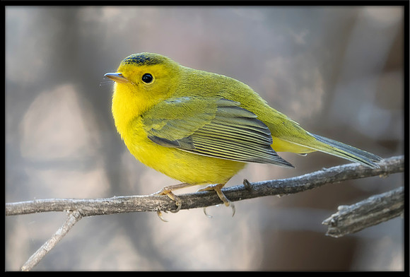 Wilson's Warbler