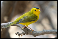Wilson's Warbler