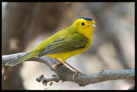 Wilson's Warbler
