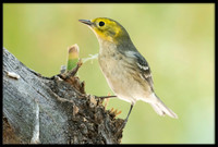 Hermit Warbler