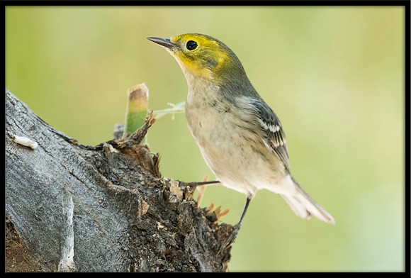 Hermit Warbler