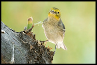 Hermit Warbler