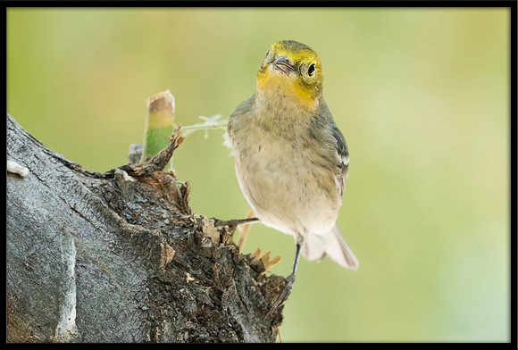 Hermit Warbler