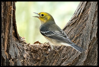 Hermit Warbler