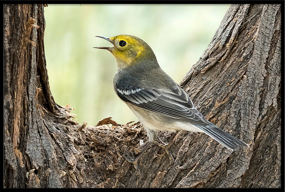 Hermit Warbler