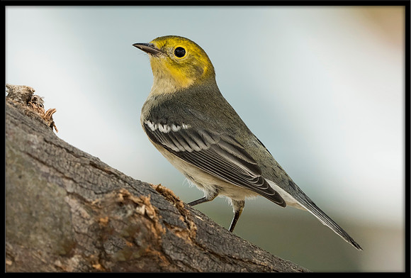Hermit Warbler