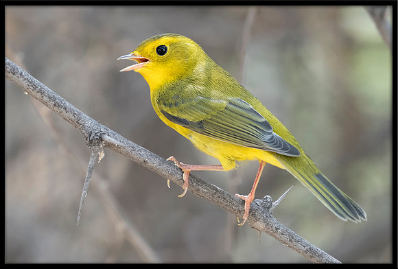 Wilson's Warbler