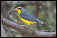 Canada Warblers