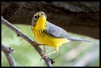 Canada Warbler
