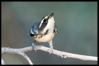 Black-throated Grey Warbler (f)
