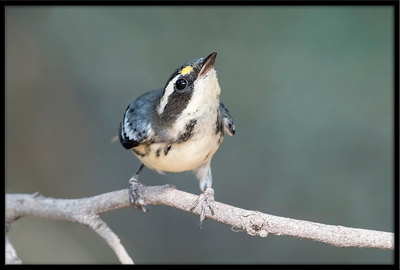 Black-throated Grey Warbler (f)
