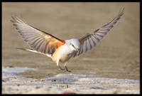 Scissor-tail Flycatcher