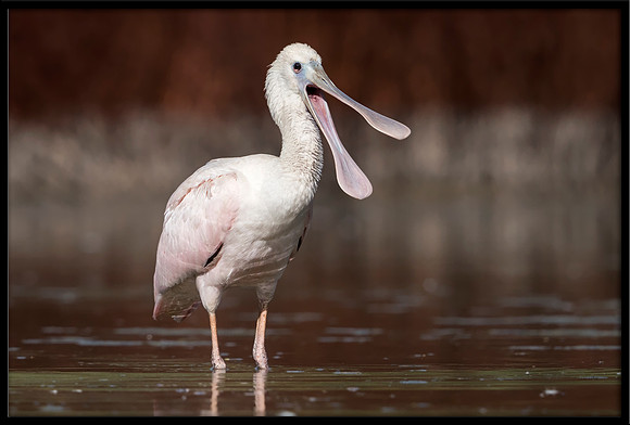 Roseate Spoonbill