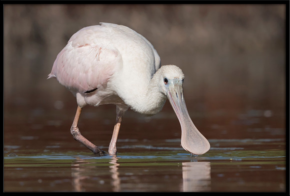 Roseate Spoonbill