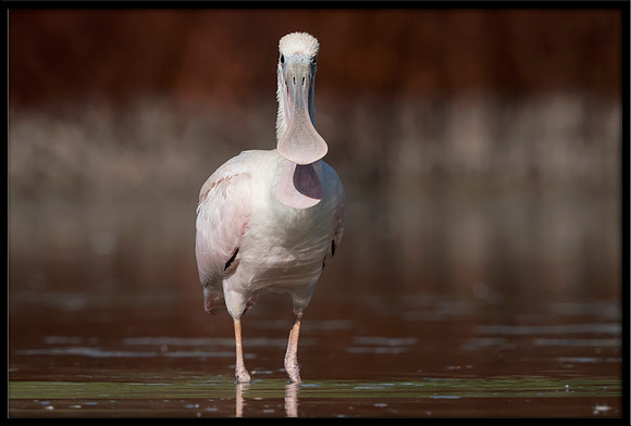 Roseate Spoonbill