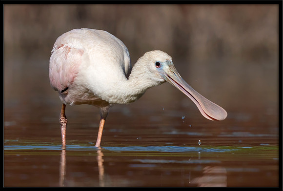 Roseate Spoonbill