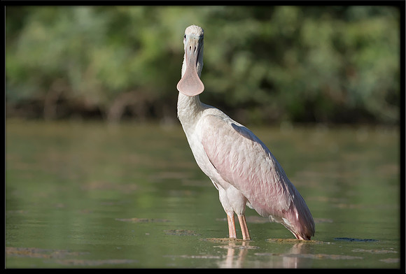 Roseate Spoonbill