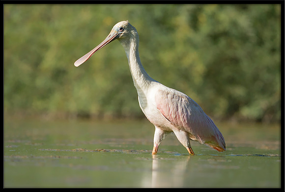 Roseate Spoonbill