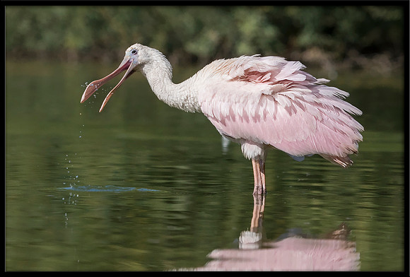 Roseate Spoonbill
