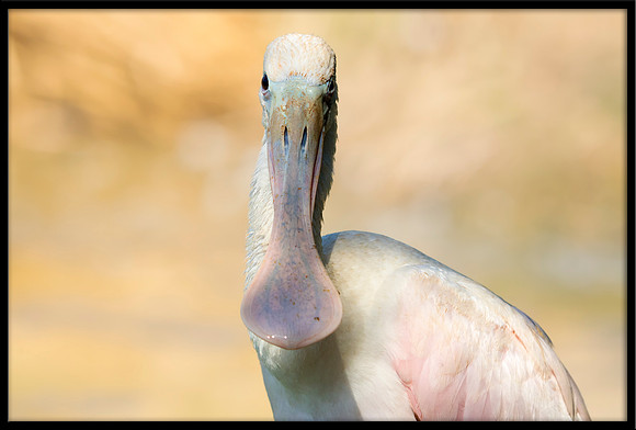 Roseate Spoonbill