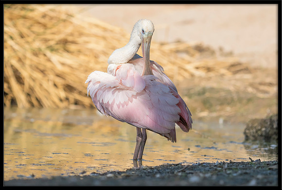Roseate Spoonbill