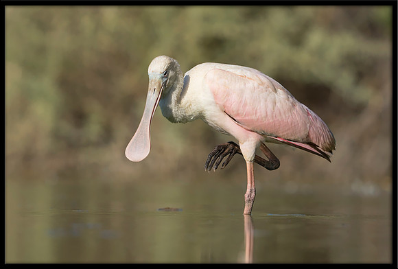 Roseate Spoonbill