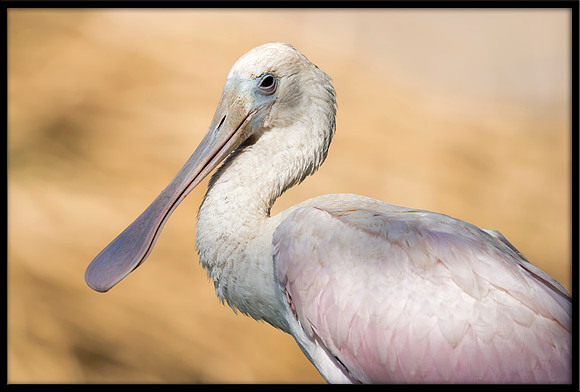 Roseate Spoonbill