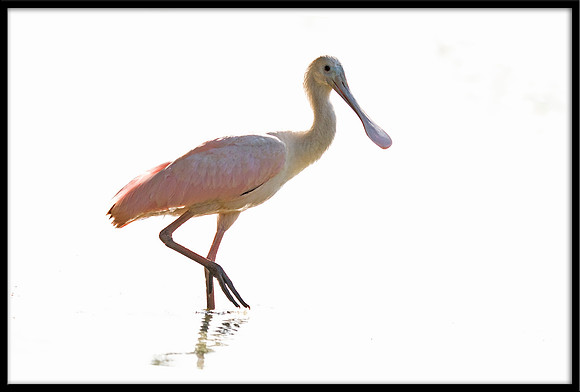 Roseate Spoonbill