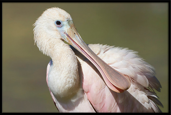 Roseate Spoonbill