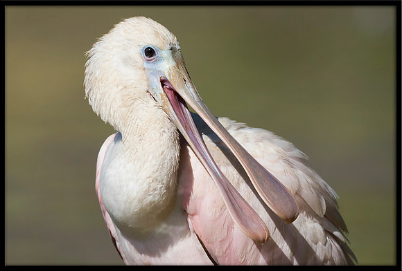 Roseate Spoonbill