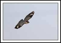 Belted Kingfisher
