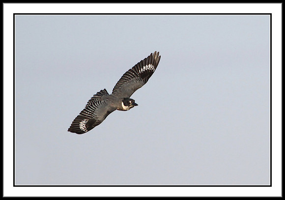 Belted Kingfisher