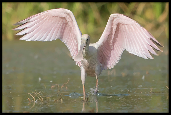 Roseate Spoonbill