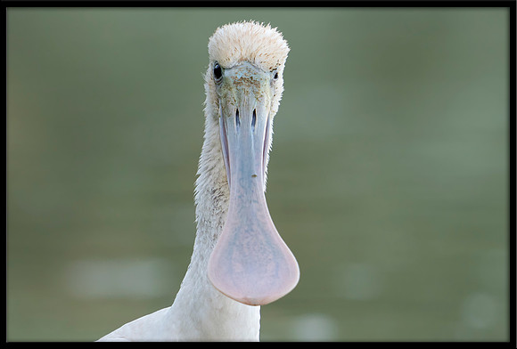 Roseate Spoonbill
